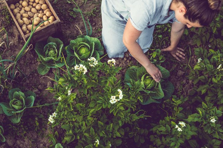 Why Gardening is Good for Body and Mind