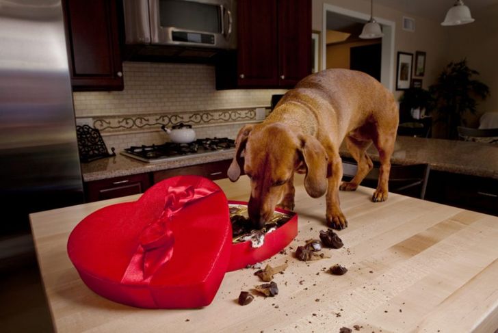Why is Chocolate Bad for Dogs?