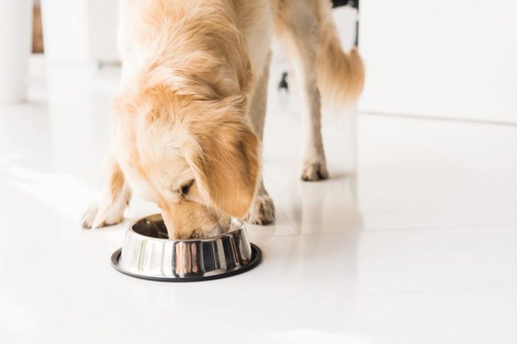 Why Is Your Dog Vomiting?