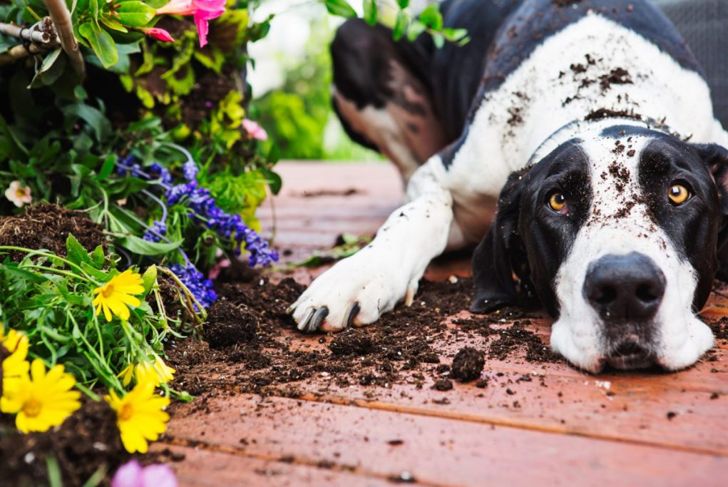Why Is Your Dog Vomiting?