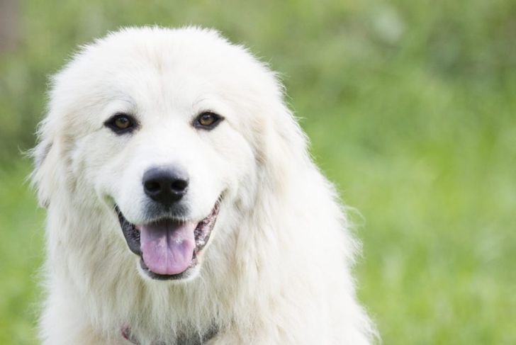 Why Should You Choose a Great Pyrenees Dog?
