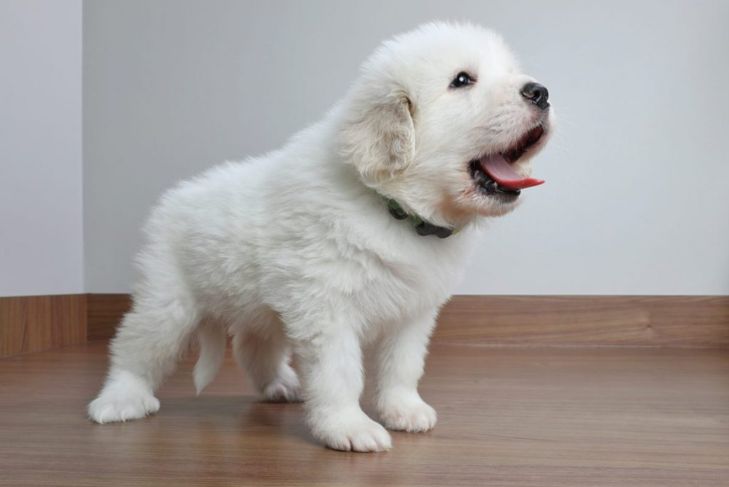 Why Should You Choose a Great Pyrenees Dog?