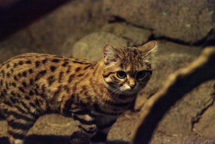 Why This Adorable Cat Is the Deadliest in the World