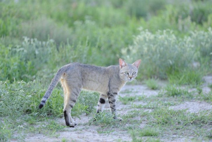 Why This Adorable Cat Is the Deadliest in the World