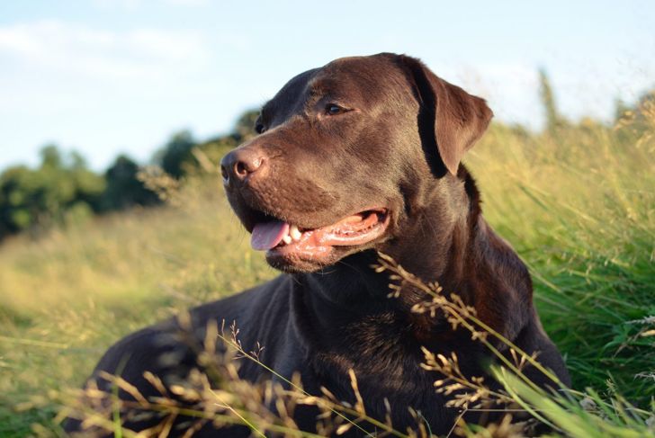 You Need to Know About Tracheal Collapse in Dogs