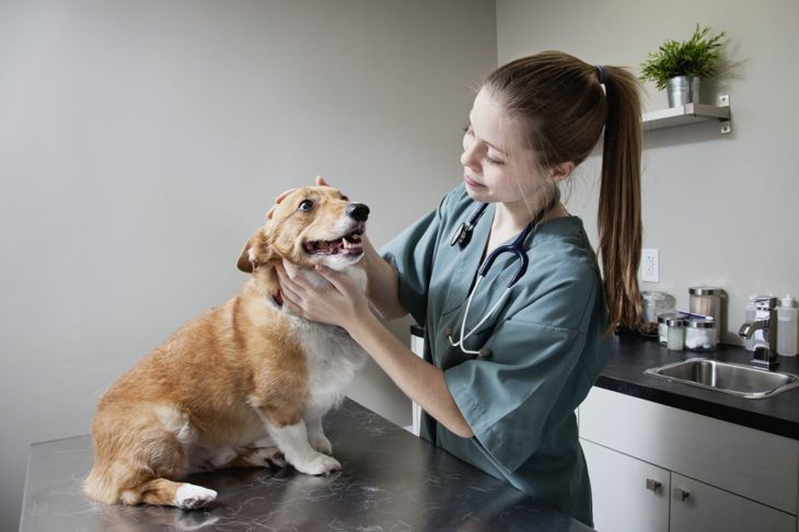 You Need to Know About Tracheal Collapse in Dogs