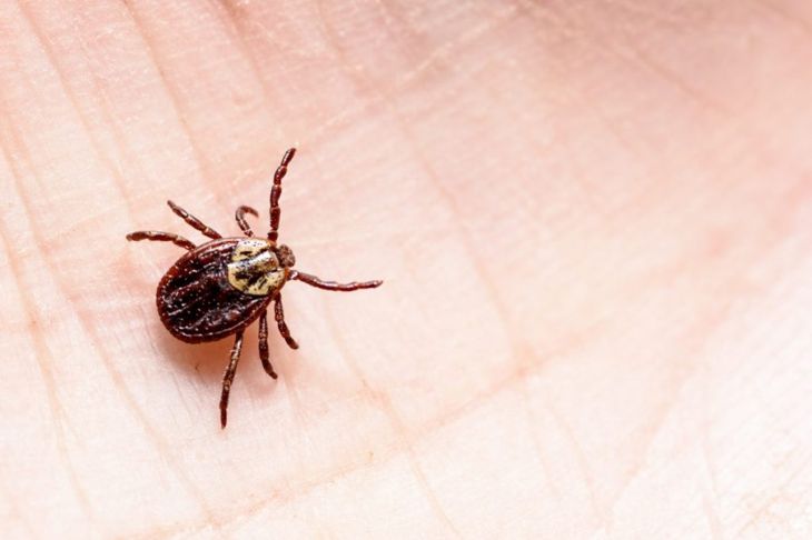 10 Causes, Risks, and Complications of Lyme Disease
