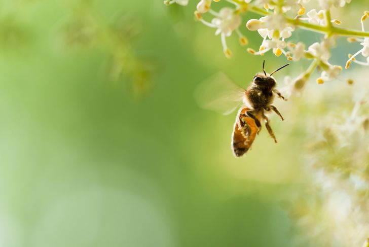 10 Facts About Bee Allergies