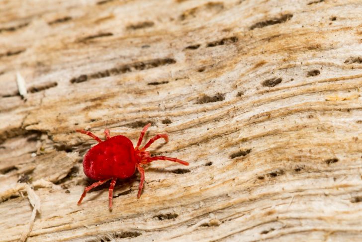 10 Frequently Asked Questions About Chigger Bites