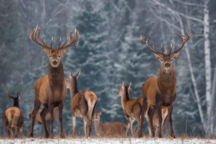 10 Frequently Asked Questions About Chronic Wasting Disease