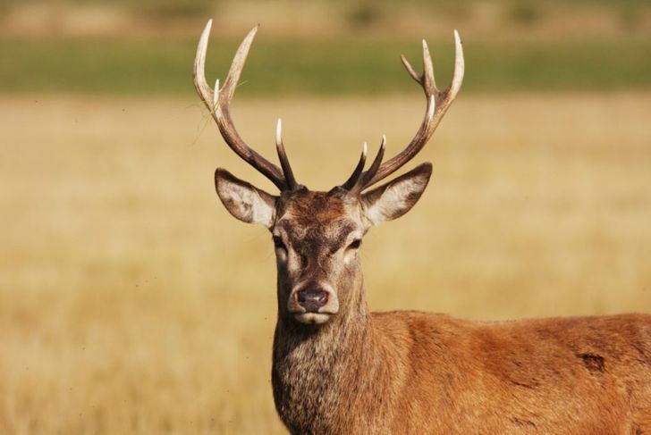 10 Frequently Asked Questions About Chronic Wasting Disease