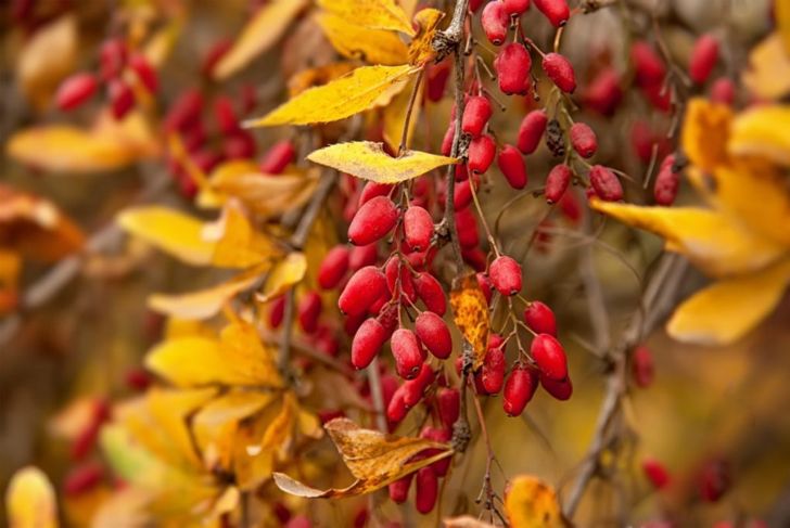 10 Health Benefits of Barberry