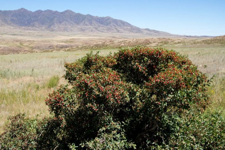 10 Health Benefits of Barberry