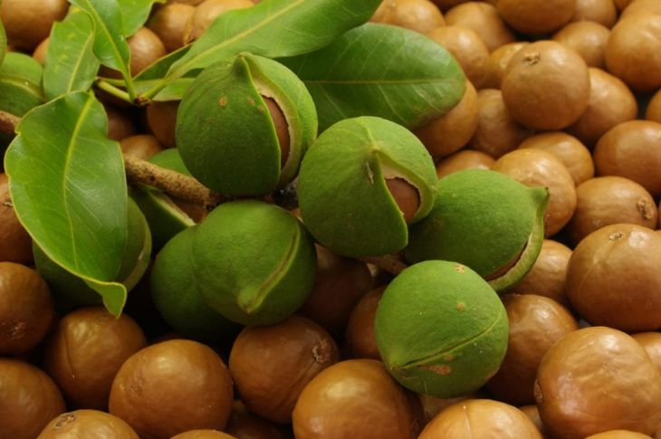 10 Health Benefits of Macadamia Nuts