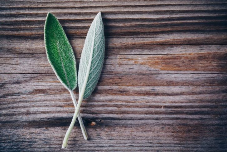10 Health Benefits of Sage
