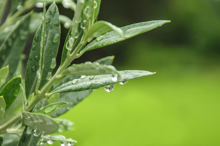 10 Intriguing Ways That Olive Leaves Can Improve Your Health