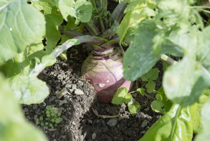 10 Often-Overlooked Facts About Rutabaga