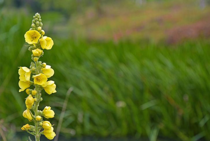 10 Ways Your Health Could Benefit From Mullein