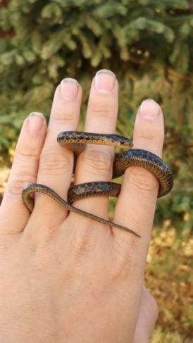 Are Garter Snakes Dangerous to Humans?