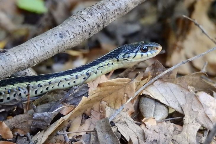 Are Garter Snakes Dangerous to Humans?