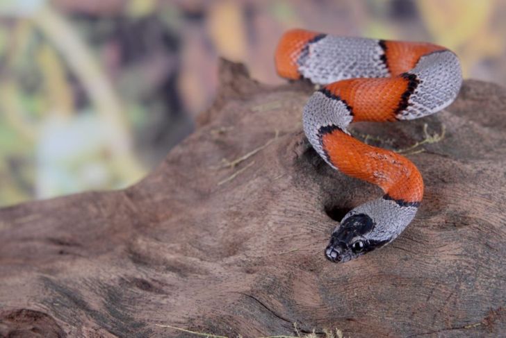 Are Kingsnakes a Threat to Humans?