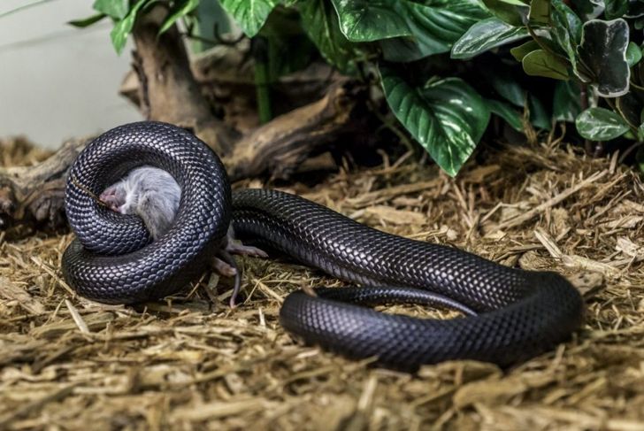 Are Kingsnakes a Threat to Humans?