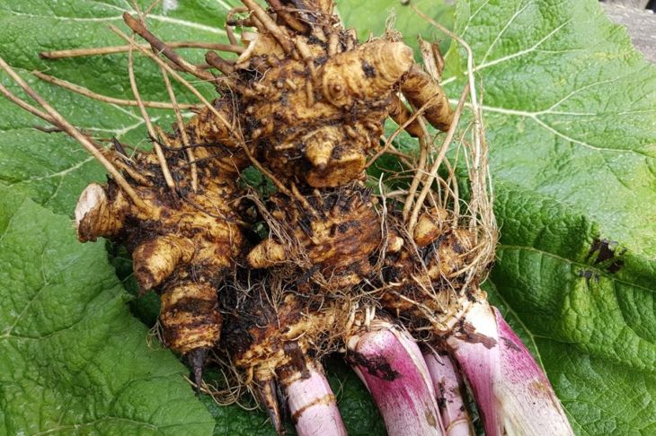 Butterbur Extract: How It Can Help You