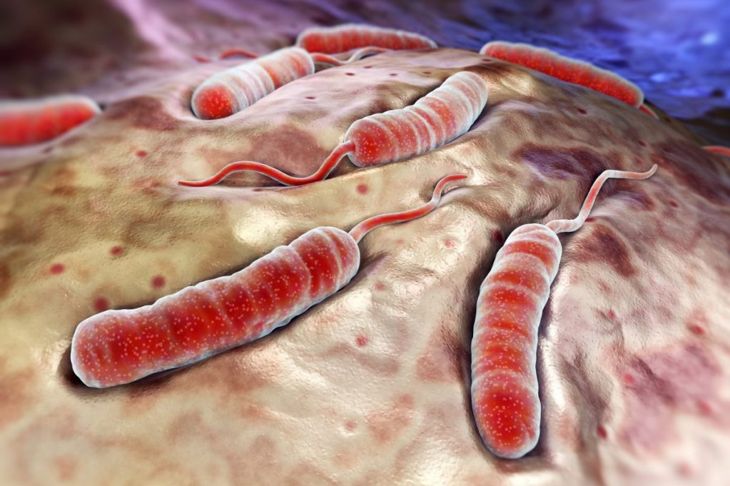 Causes and Treatments of Cholera