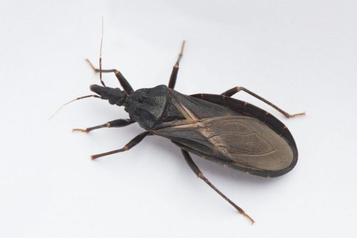 Chagas Disease: What Is It and How Is It Treated?