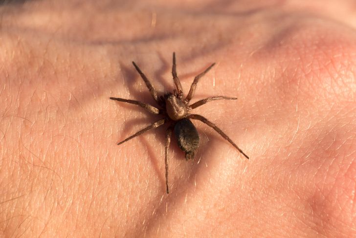 Common Symptoms, Causes, and Treatments for Spider Bites