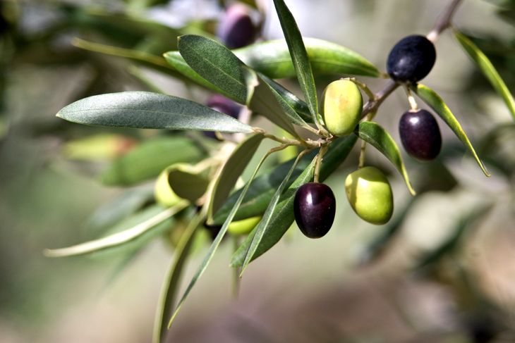 Delicious Health Benefits of Olives