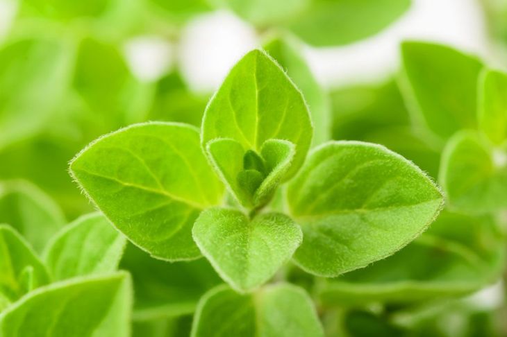 Discover the Health Benefits of Marjoram