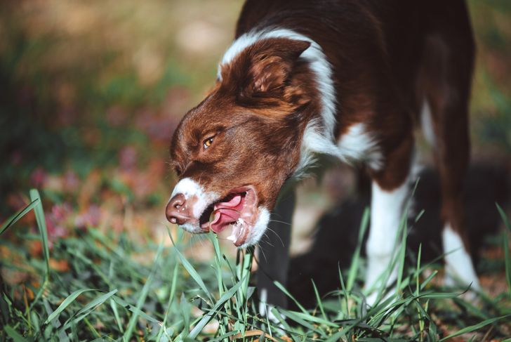 Dog Runs (The Other Kind) Common Causes of Diarrhea in Dogs