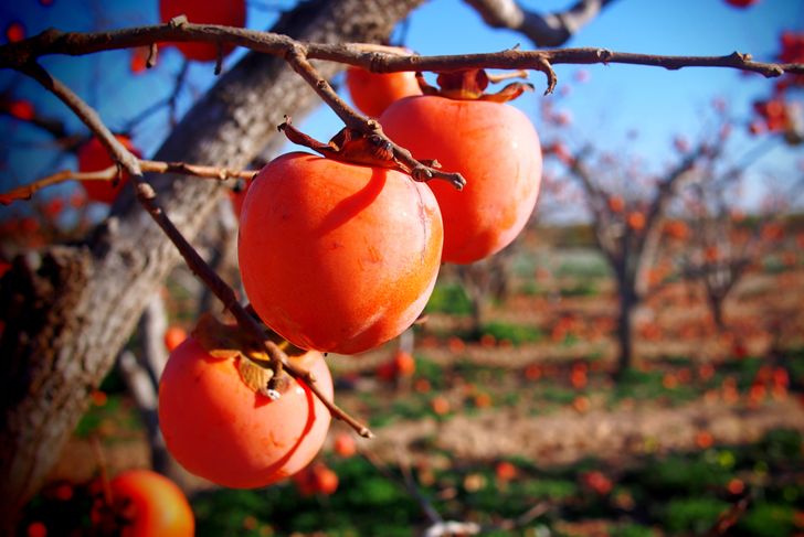 Eat Persimmon Fruit for These Fabulous Health Benefits