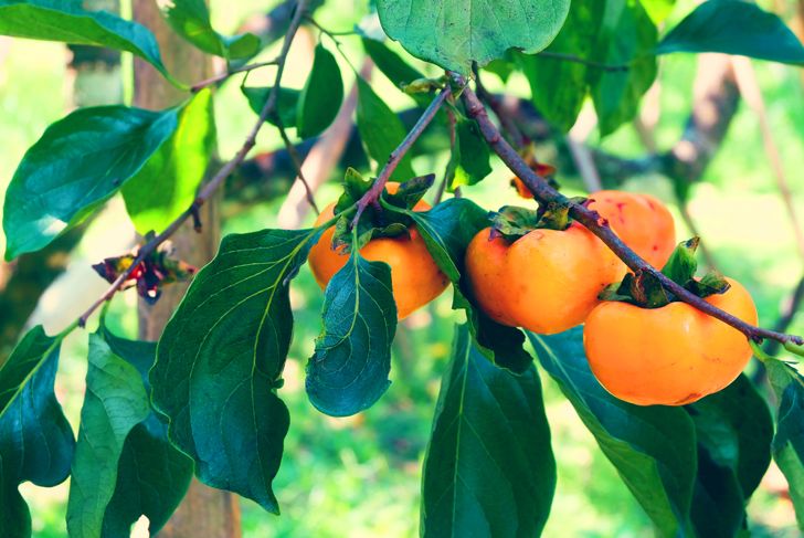 Eat Persimmon Fruit for These Fabulous Health Benefits