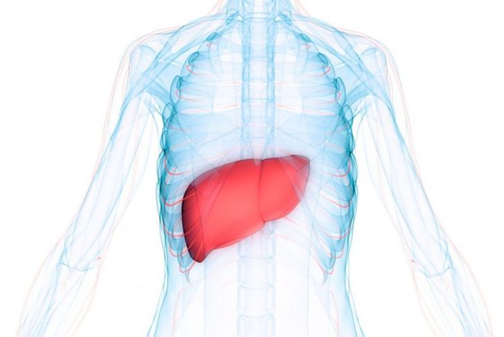 Facts About Liver Function Tests