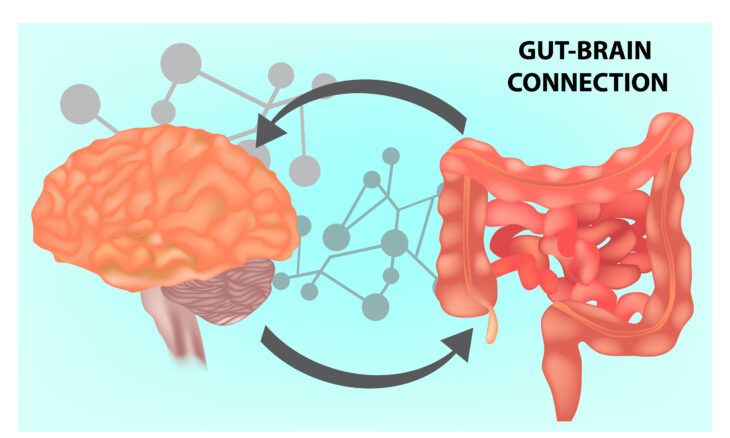 Facts to Help You Get to Know Your Gut