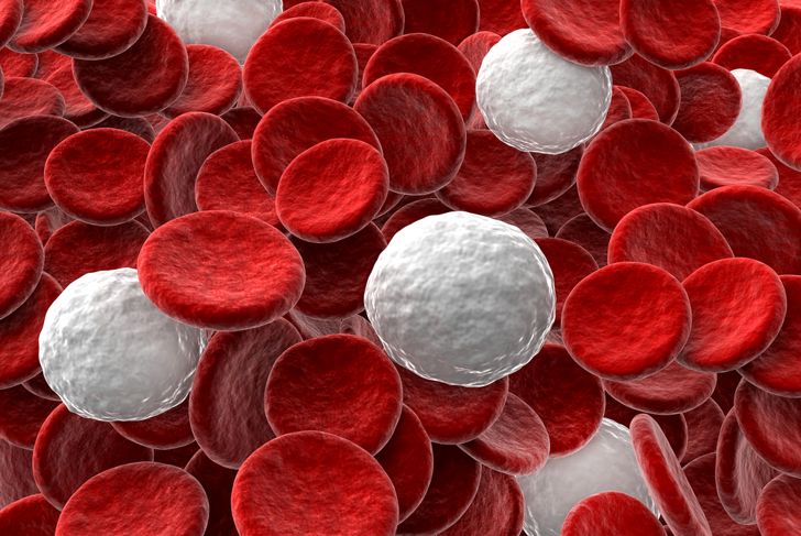 Facts You Should Know About White Blood Cell Count