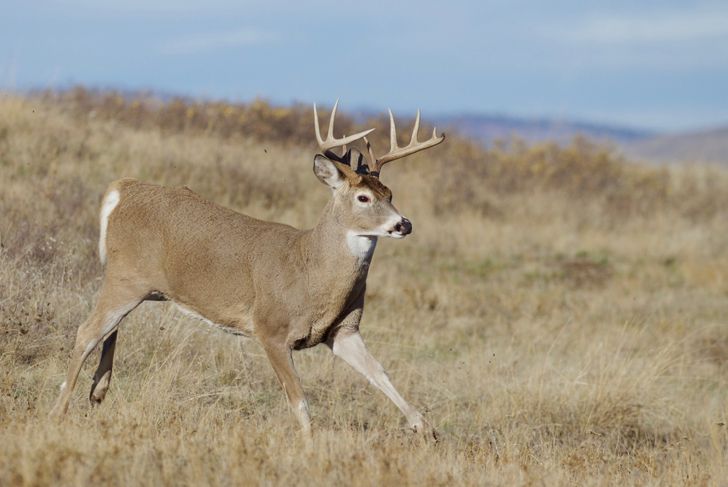 Frequently Asked Questions about Chronic Wasting Disease