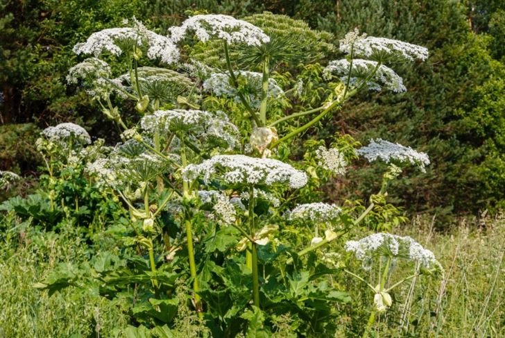 Frequently Asked Questions about Giant Hogweed