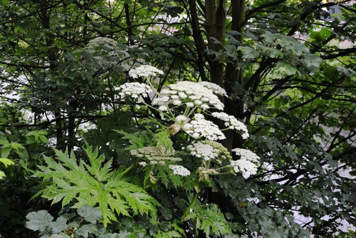 Frequently Asked Questions about Giant Hogweed