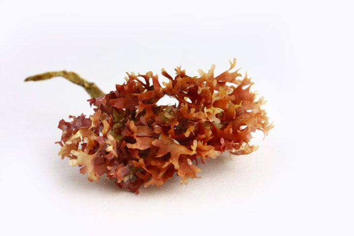 Health Benefits and Side Effects of Sea Moss