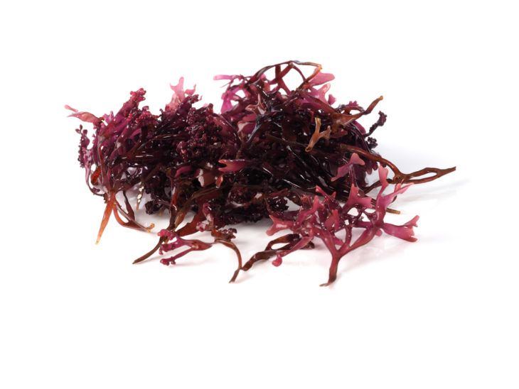Health Benefits and Side Effects of Sea Moss