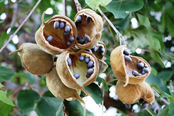 Health Benefits of Baobab Fruit