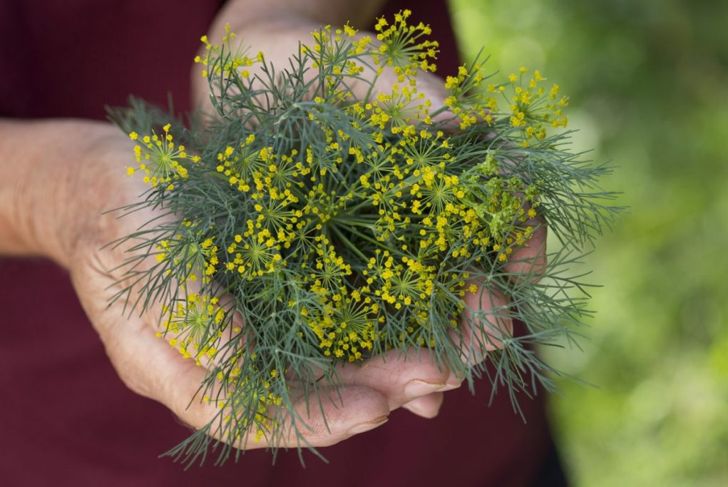 Health Benefits of Dill