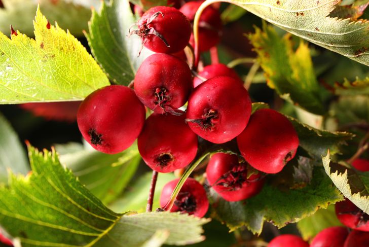 Health Benefits of Hawthorn Berry