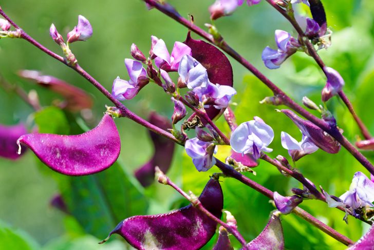 Health Benefits of Hyacinth