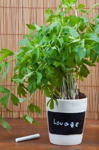 Health Benefits of Lovage