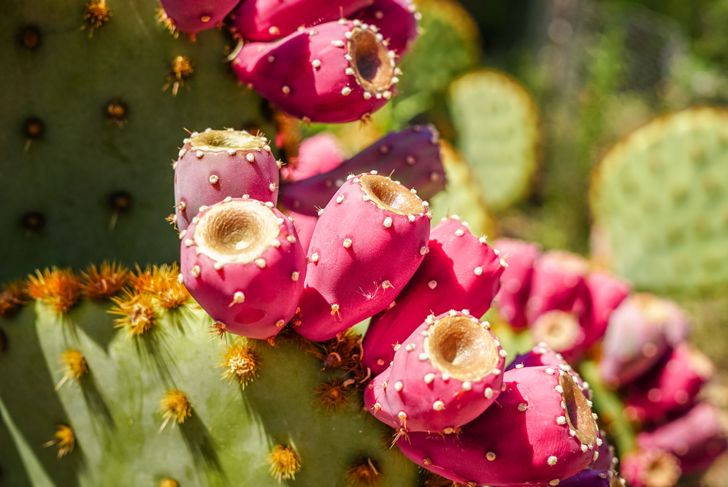 Health Benefits of Nopal Cactus
