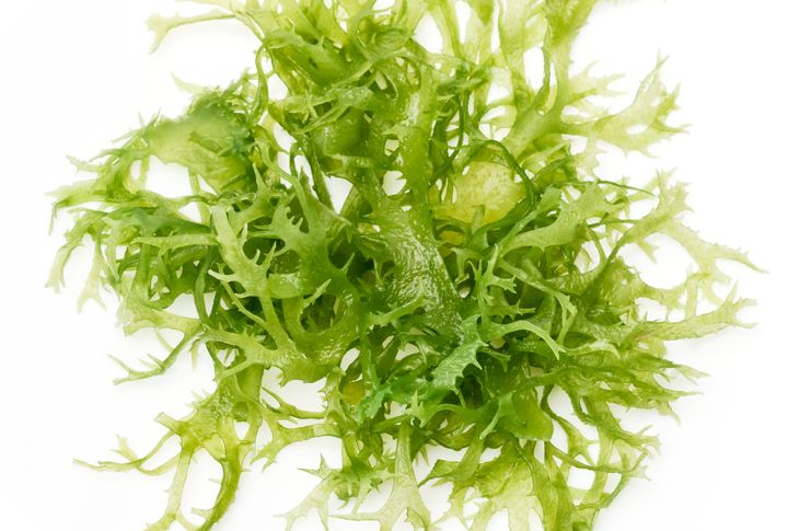 Health from the Sea: the Benefits of Seaweed